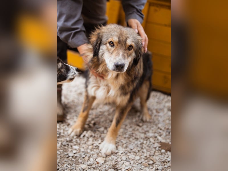 HSH-Mix-Hündin ♥ Lilly ♥ eine junge zauberhafte Fellseele für erfahrene Hundehalter