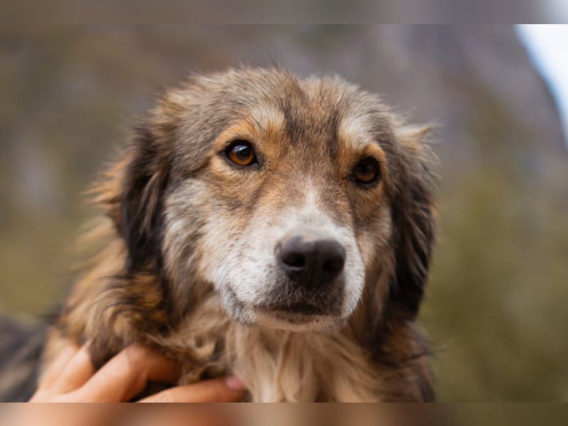 HSH-Mix-Hündin ♥ Lilly ♥ eine junge zauberhafte Fellseele für erfahrene Hundehalter