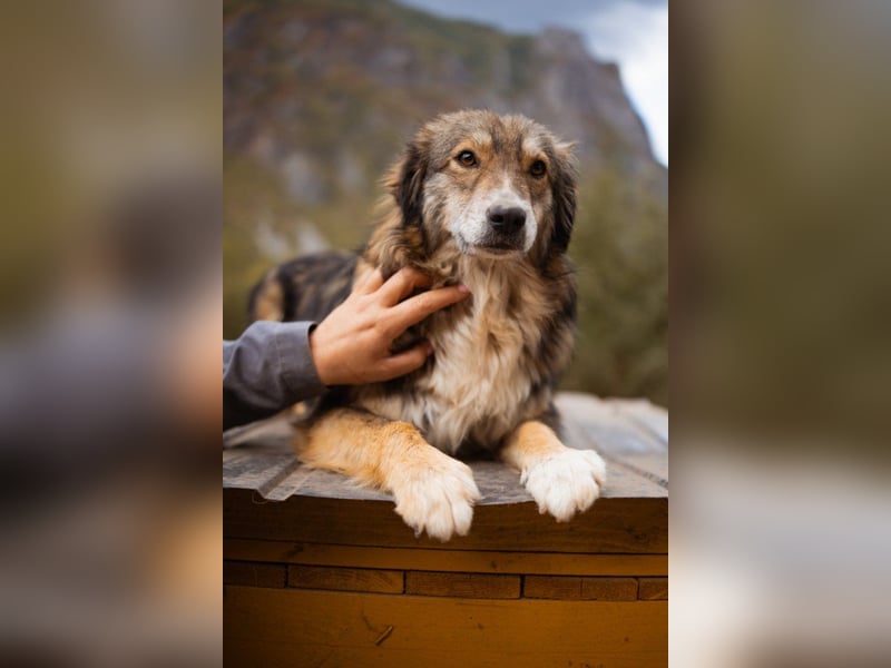 HSH-Mix-Hündin Lilly - eine so zauberhafte Fellseele für erfahrene Hundehalter