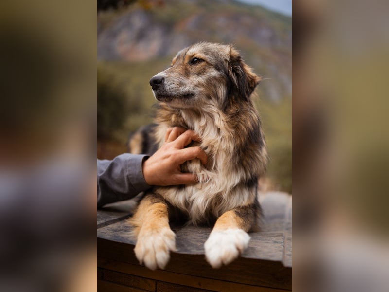 HSH-Mix-Hündin Lilly - eine so zauberhafte Fellseele für erfahrene Hundehalter