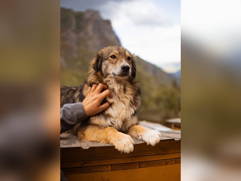 HSH-Mix-Hündin ♥ Lilly ♥ eine junge zauberhafte Fellseele für erfahrene Hundehalter
