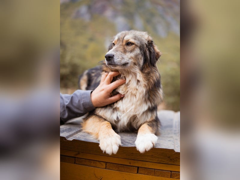 HSH-Mix-Hündin ♥ Lilly ♥ eine junge zauberhafte Fellseele für erfahrene Hundehalter