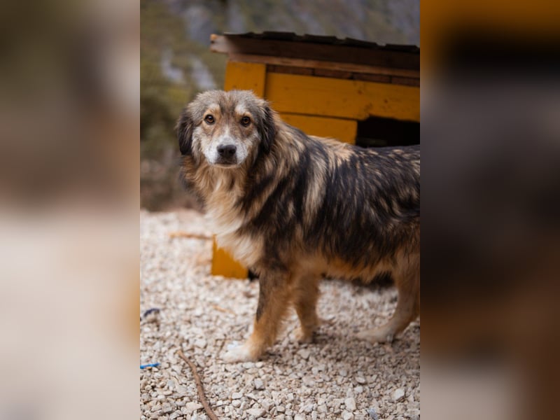 HSH-Mix-Hündin ♥ Lilly ♥ eine junge zauberhafte Fellseele für erfahrene Hundehalter
