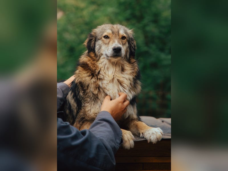 HSH-Mix-Hündin ♥ Lilly ♥ eine junge zauberhafte Fellseele für erfahrene Hundehalter