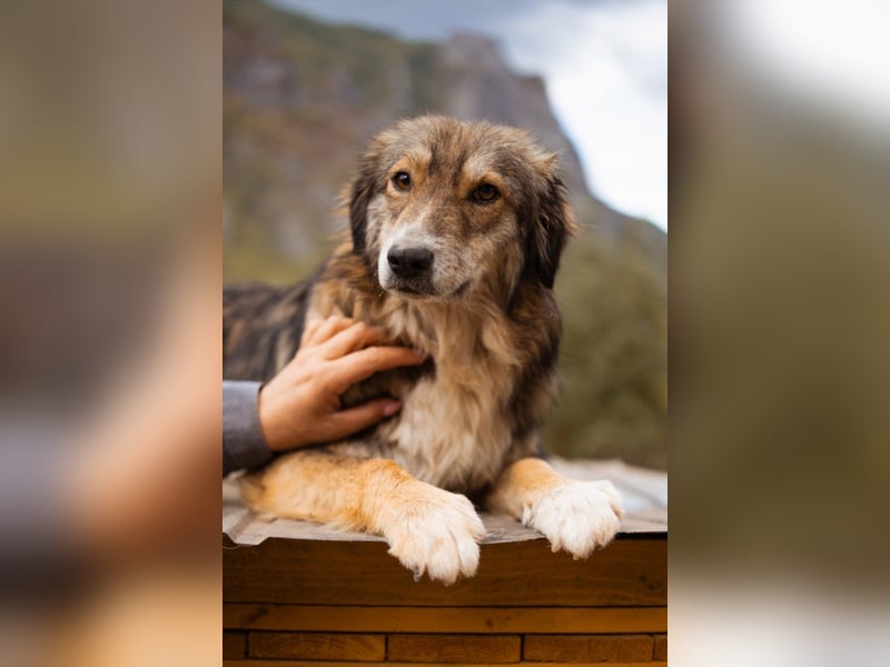 HSH-Mix-Hündin ♥ Lilly ♥ eine junge zauberhafte Fellseele für erfahrene Hundehalter