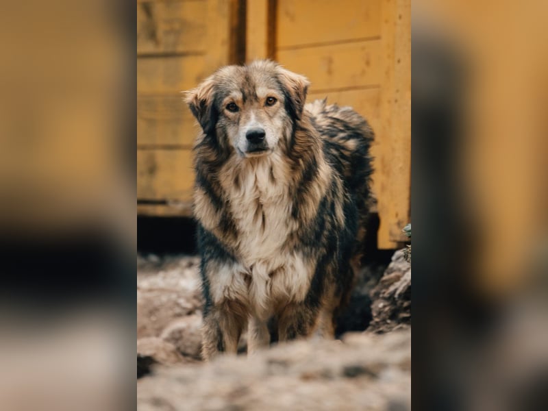 HSH-Mix-Hündin ♥ Lilly ♥ eine junge zauberhafte Fellseele für erfahrene Hundehalter