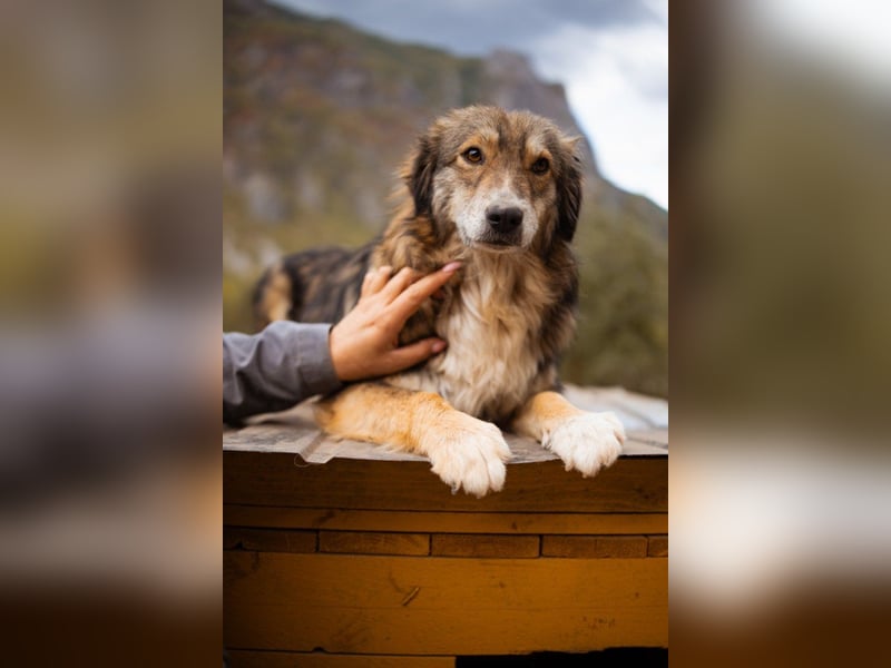 HSH-Mix-Hündin Lilly - eine so zauberhafte Fellseele für erfahrene Hundehalter