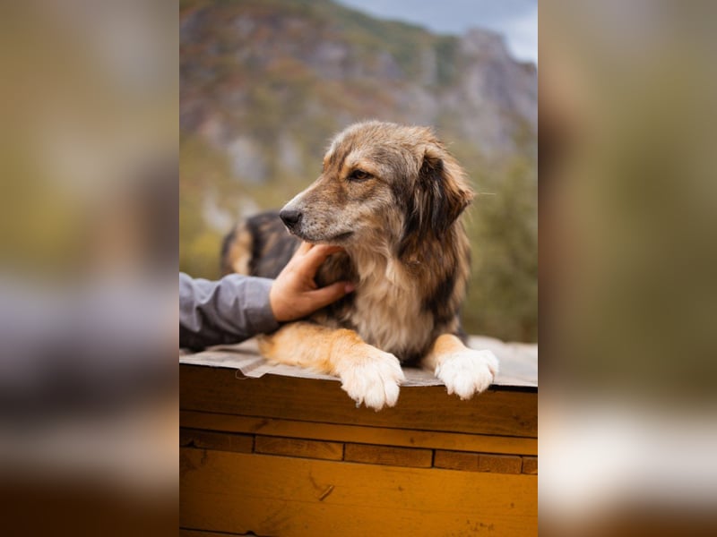 HSH-Mix-Hündin Lilly - eine so zauberhafte Fellseele für erfahrene Hundehalter