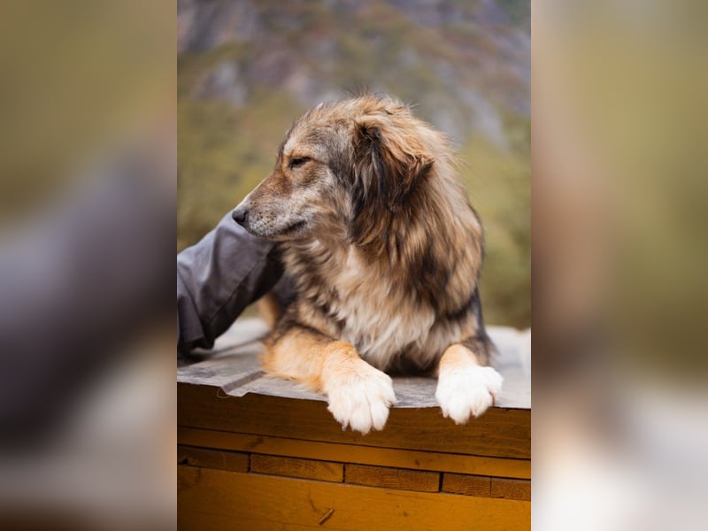 HSH-Mix-Hündin Lilly - eine so zauberhafte Fellseele für erfahrene Hundehalter