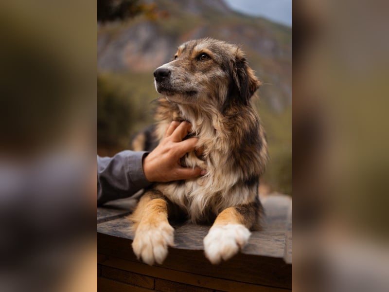 HSH-Mix-Hündin ♥ Lilly ♥ eine junge zauberhafte Fellseele für erfahrene Hundehalter