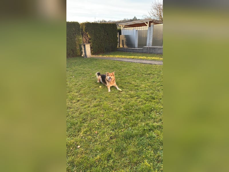 ❗️Zu Hause oder Pflegestelle gesucht❗️