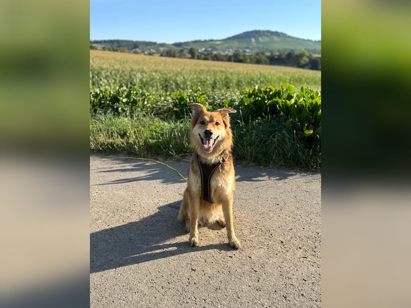 ❗️Zu Hause oder Pflegestelle gesucht❗️