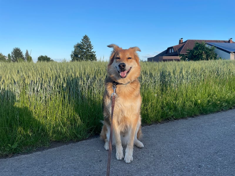 ❗️Zu Hause oder Pflegestelle gesucht❗️