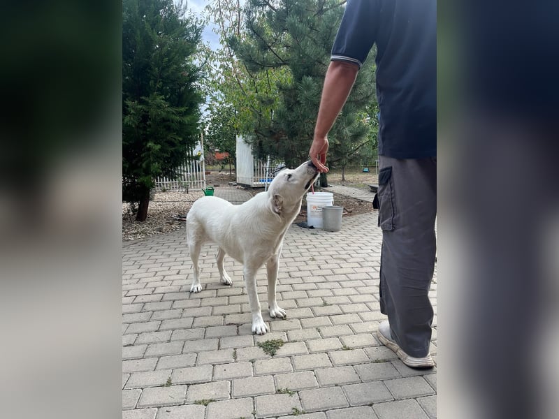 Simba - super sozialer Junghund , 1,5 Jahre- auf PS in 71254 Ditzingen