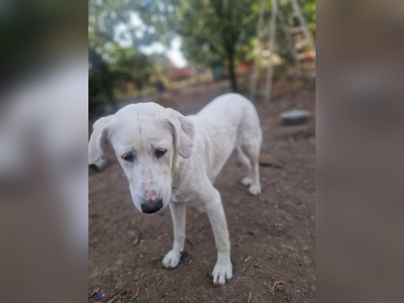 Simba - super sozialer Junghund , 1,5 Jahre- auf PS in 71254 Ditzingen