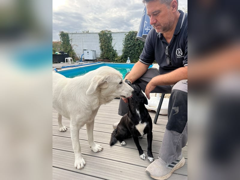 Simba - super sozialer Junghund , 1,5 Jahre- auf PS in 71254 Ditzingen