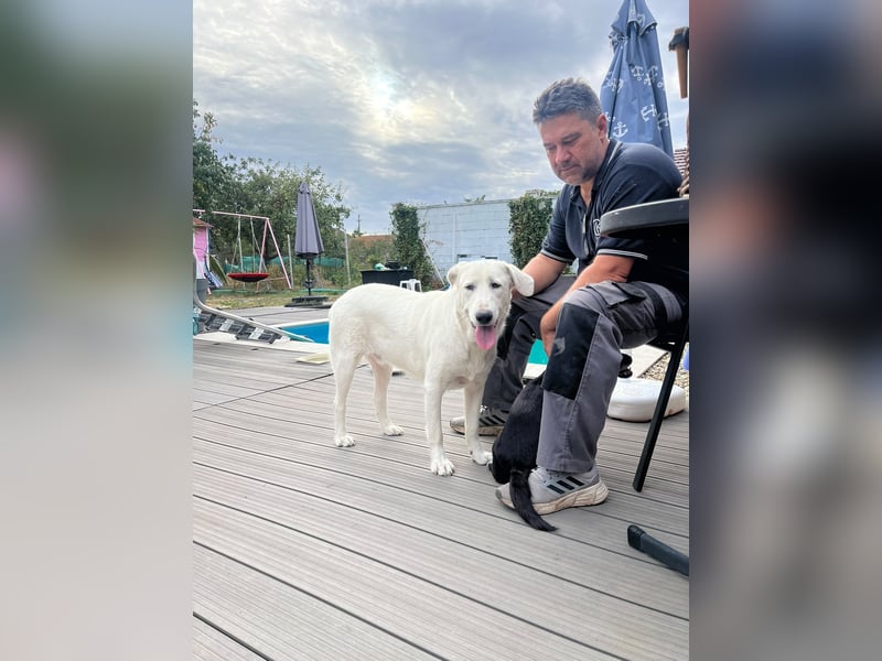 Simba - super sozialer Junghund , 1,5 Jahre- auf PS in 71254 Ditzingen
