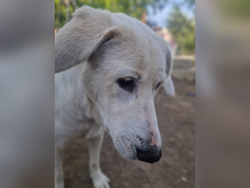 Simba - super sozialer Junghund , 1,5 Jahre- auf PS in 71254 Ditzingen