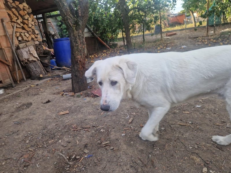 Simba - super sozialer Junghund , 1,5 Jahre- auf PS in 71254 Ditzingen