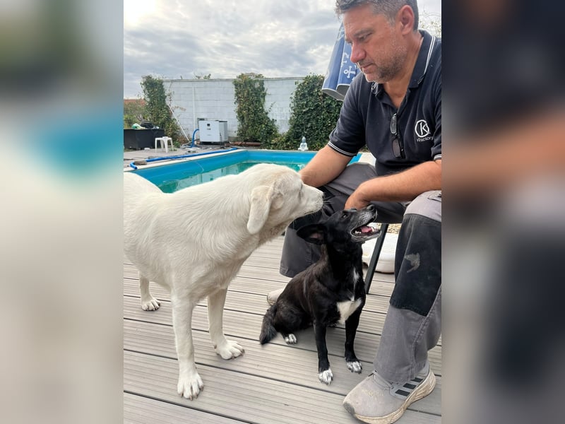 Simba - super sozialer Junghund , 1,5 Jahre- auf PS in 71254 Ditzingen