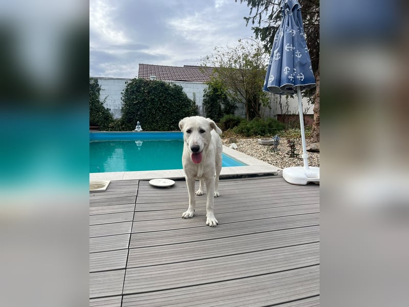 Simba - super sozialer Junghund , 1,5 Jahre- auf PS in 71254 Ditzingen