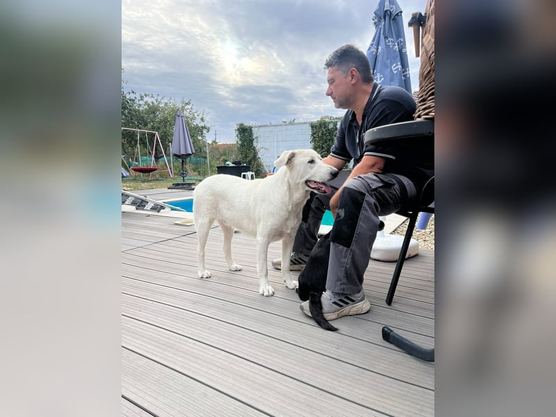 Simba - super sozialer Junghund , 1,5 Jahre- auf PS in 71254 Ditzingen