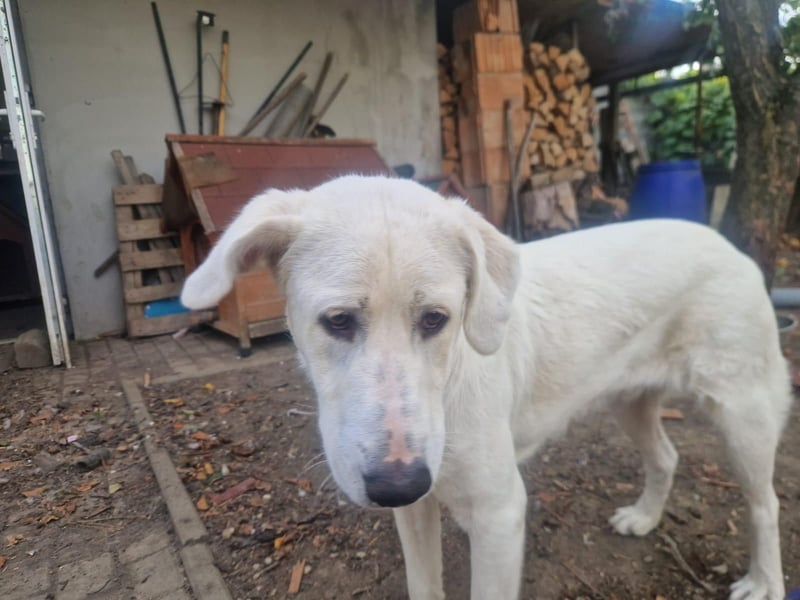 Simba - super sozialer Junghund , 1,5 Jahre- auf PS in 71254 Ditzingen