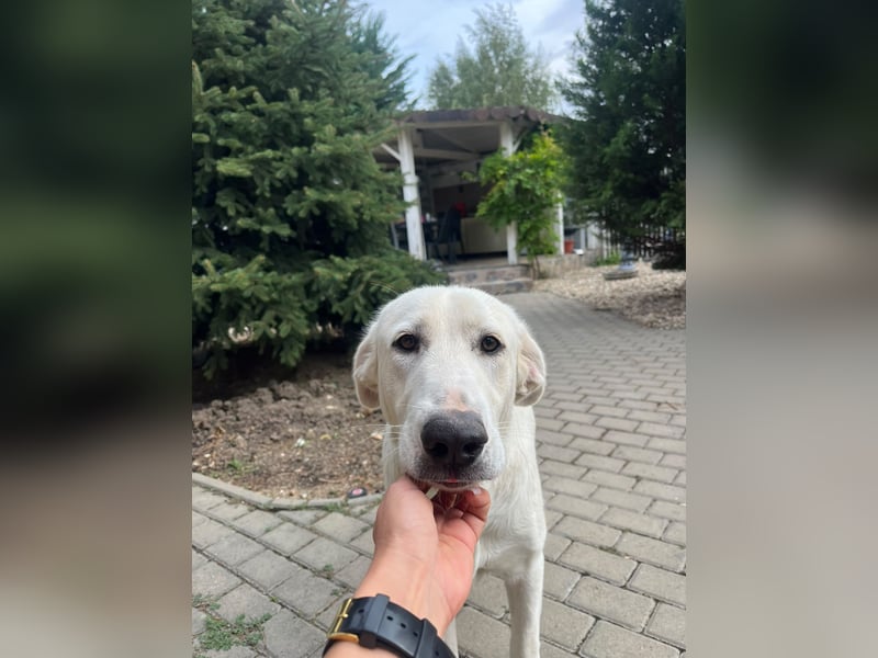 Simba - super sozialer Junghund , 1,5 Jahre- auf PS in 71254 Ditzingen
