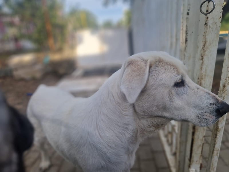 Simba - super sozialer Junghund , 1,5 Jahre- auf PS in 71254 Ditzingen