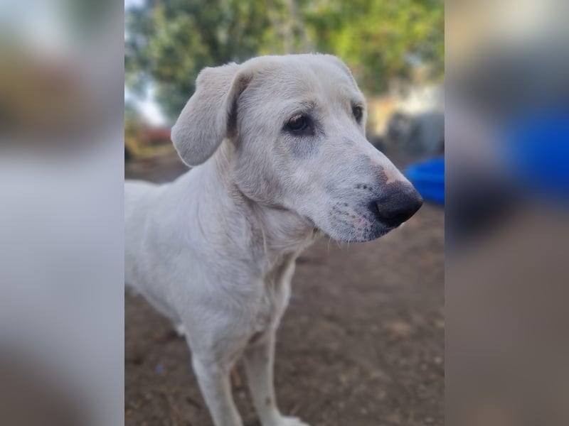 Simba - super sozialer Junghund , 1,5 Jahre- auf PS in 71254 Ditzingen