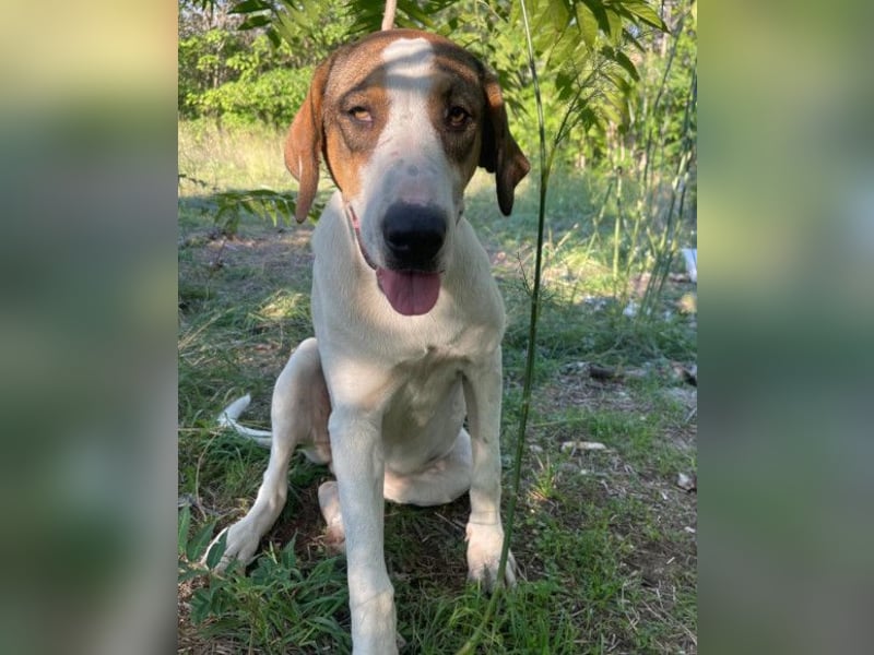 Nala ❤️ aktive, so verschmuste HSH-Mix Hündin