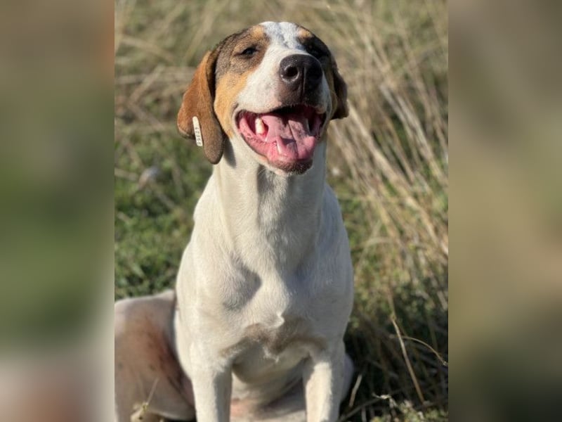 Nala ❤️ aktive, so verschmuste HSH-Mix Hündin