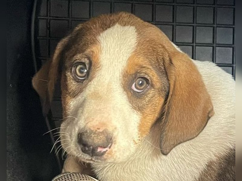 Nala ❤️ aktive, so verschmuste HSH-Mix Hündin