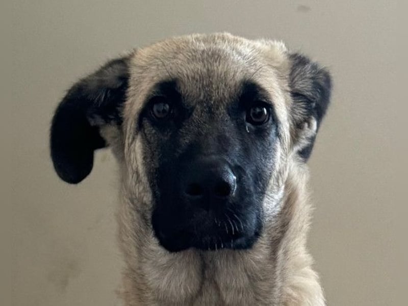 HSH-Mix LULU❤️ lebensfrohes Hundemädchen sucht dringend ein liebevolles Zuhause!