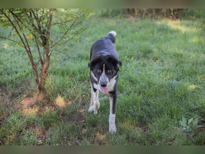 Akoni sucht ein Zuhause
