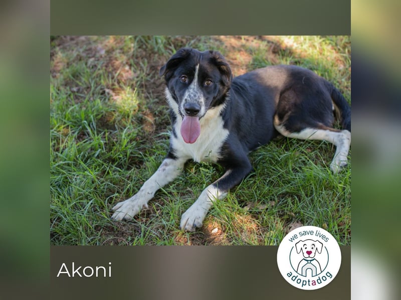 Akoni sucht ein Zuhause