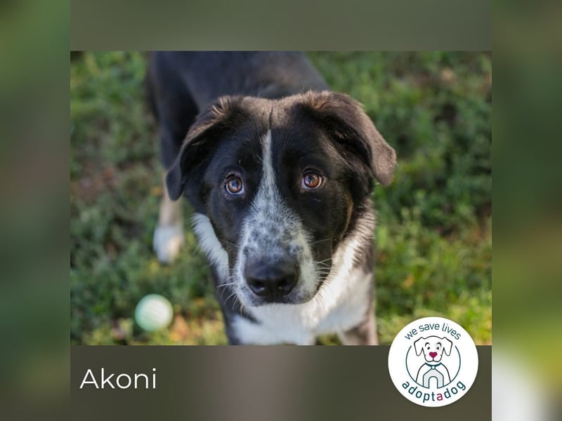 Akoni sucht ein Zuhause