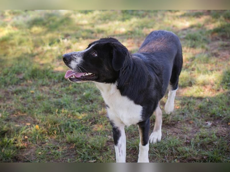 Akoni sucht ein Zuhause