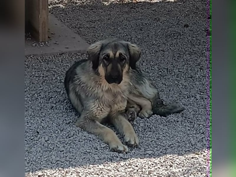Nala, Herdenschutzhund Mischling sucht zuhause