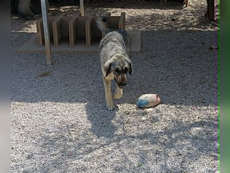 Nala, Herdenschutzhund Mischling sucht zuhause