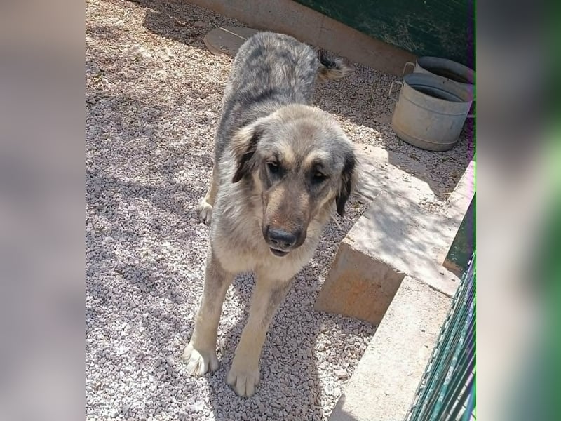 Nala, Herdenschutzhund Mischling sucht zuhause