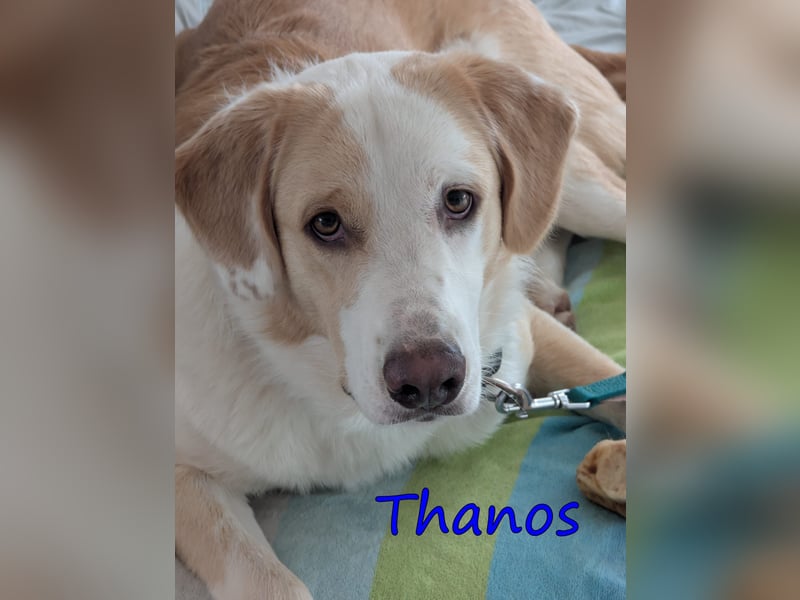 Thanos, geb. 07/2025 (GRC) - Junghund sucht neues Zuhause!