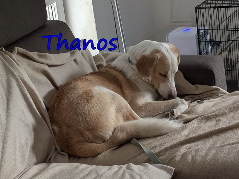 Thanos, geb. 07/2025 (GRC) - Junghund sucht neues Zuhause!