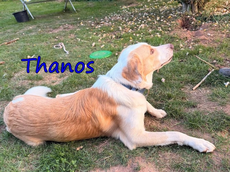 Thanos, geb. 07/2025 (GRC) - Junghund sucht neues Zuhause!