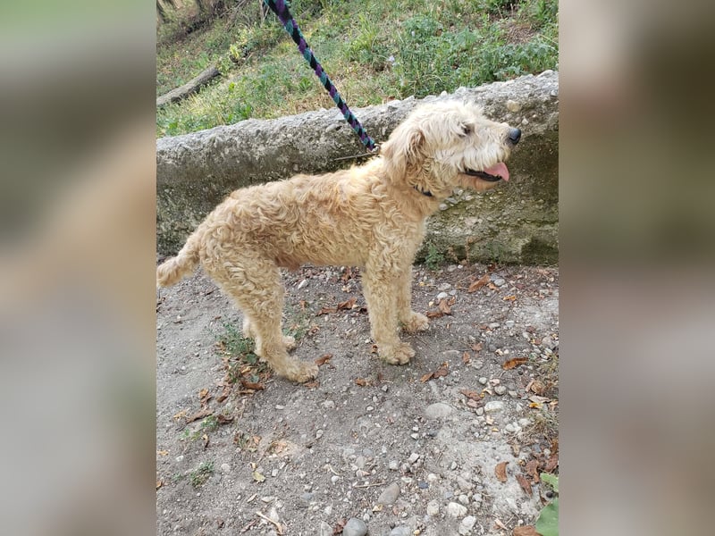DUSTY - wo findet er sein Glück?