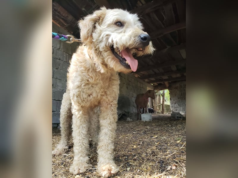 DUSTY - wo findet er sein Glück?