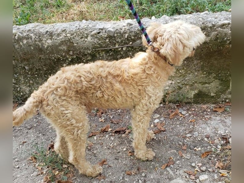 DUSTY - wo findet er sein Glück?