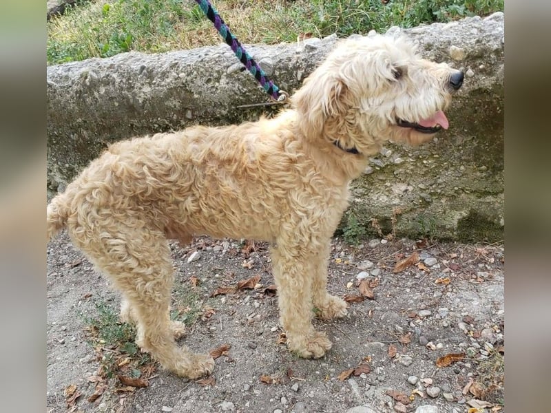 DUSTY - wo findet er sein Glück?