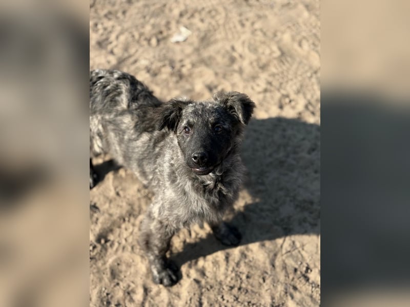 Villam - Neugieriger junger Entdecker sucht sein Zuhause