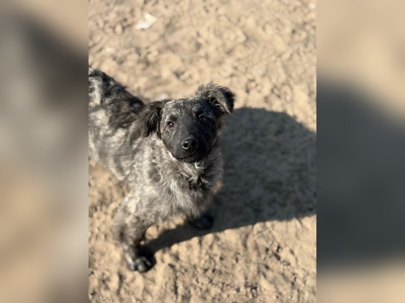 Villam - Neugieriger junger Entdecker sucht sein Zuhause